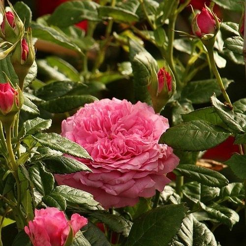 Rosa - Árbol de Rosas Floribunda - rosal de pie alto- forma de corona tupida